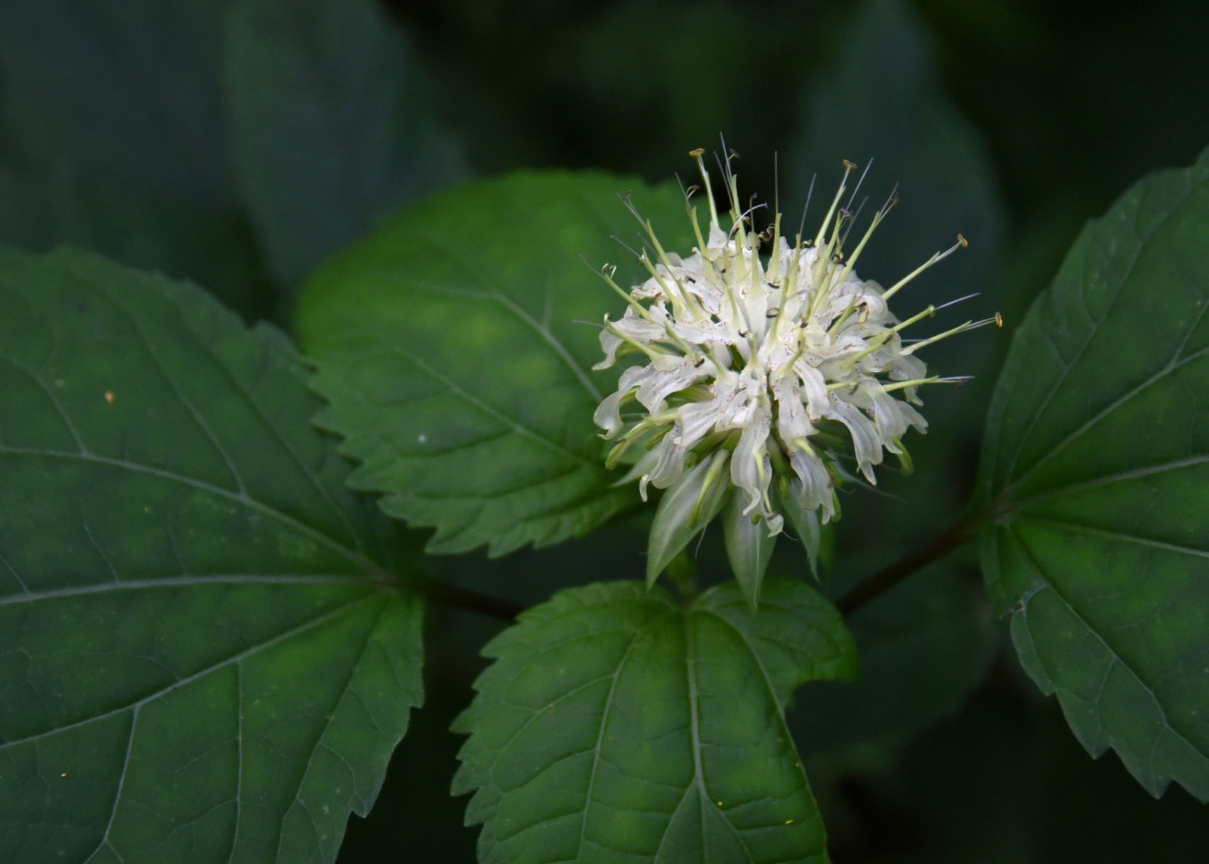 Buffalo Mountain Natural Area Preserve